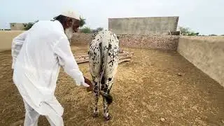 Three day sickness in cattle 🐄 ول بخار مچھر کا بخار