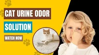 Why is My Cats Urine so Strong? | Detecting Odor Clues: Investigating Strong Urine in Your Cat