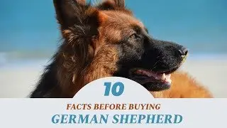 German Shepherd Dog India: Facts to Know Before Buying