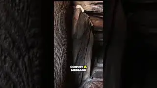 Ancient Carvings | Mysterious Messages from a Lost Civilization