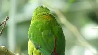 Blaukr&ouml;nchen (Loriculus galgulus) Blue-crowned hanging parrot Zoo Sch&ouml;nbrunn Serindit Lumix dc-fz82