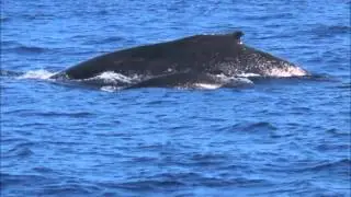 Dolphin Whale Turtle Hawaii Joy LisaRainbow.com