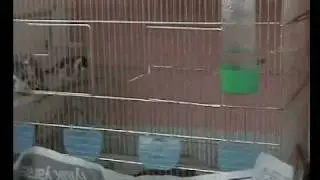 european goldfinch super singing and flying in cage3(batuhan)