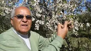 REPORTAGE SUR LES MALADIES DES ARBRES &Agrave; NOYAUX.DATE DU 12/2/2020.R&Eacute;GION D AZROU PROVINCE D IFRANE.