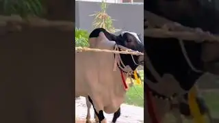#mandilatest #cattlemarket #subscribe #mandiupdates #shortfeed #shortsfeed #trending