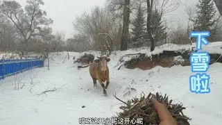 吉林延边又下雪了，农村人的活动范围缩小了，猫屋里吃酱焖豆腐吧 #新农人计划2021  #延边  #雪 #热门