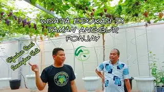ABIS PENSIUN BINGUNG MAU NGAPAIN ?? TANAM ANGGUR AJA.. ASIK LOOH