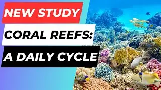 New Study: Coral Reefs Have a Hidden Daily Cycle!