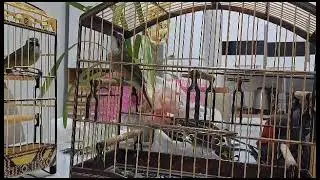 trinca-ferro filho do rei com um ano e um mês apenas