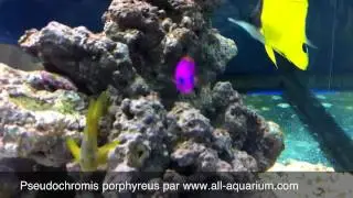 Pseudochromis porphyreus