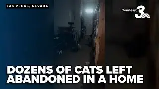 Dozens of cats were abandoned in a North Las Vegas house