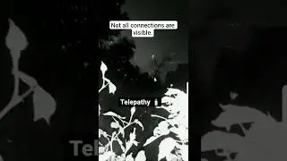 Telepathy &ndash; The Bond Beyond Words 🕸️💭#shorts #telepathy #spider #natureshorts