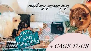 Meet My Guinea Pigs + CAGE TOUR