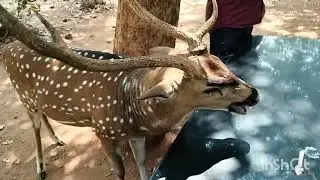 Deer 🦌 Safari ###
