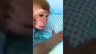 monkey clever# #kidsvideo #kdramaedit #comedy #kids #baby #kdrama #kdramalovers #kid #kidcare #vir