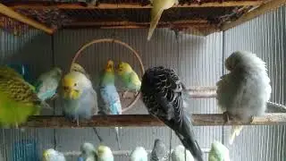 Luxury Birds Living Their Best Life ✨🦜