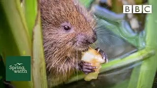 Our spring wildlife webcams live! 🐤🦊🐿 - Tue 9 June Late - Springwatch - BBC