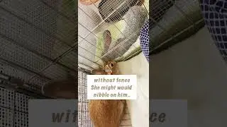 Gentle bonding female single bunny with a gentleman bunny🐰🌹🐰