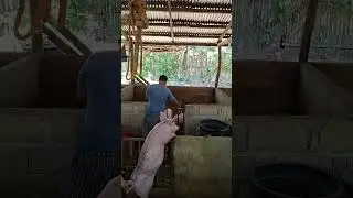 hungry piggies #pigindustry #animals #pigfeed #pigbreeding #farming101 #pig #hogger #pigfarming
