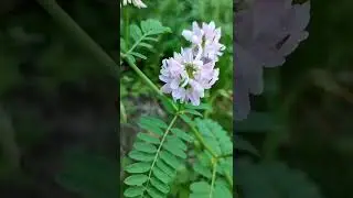 Вязель цветет в Киеве