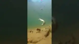 SHOCKING Fish Bites Bait Like CRAZY! 🤯 Unbelievable Catch Today #Fishing #Bait #Fish
