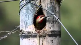 Golden-olive Woodpecker (Colaptes rubiginosus)