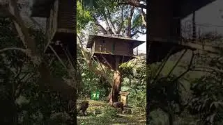 #treehouse are #bliss come stay with me