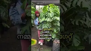 Plants growing in the forest and meadows are now earning millions / Green Business. idea. day. 23