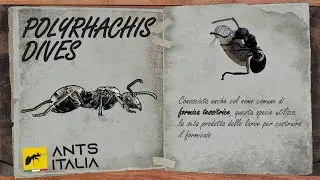 Formiche Tessitrici (EP.1)