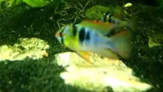 German Blue Rams Breeding