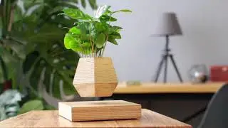 Левитирующее растение Leplant