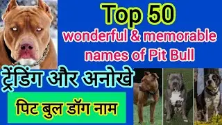 Top 50 wonderful memorable names of Pit Bull dog ट्रेंडिंग और अनोखे पिट बुल डॉग नाम #pitbull #dog 🐶🐾