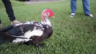 Visiting the Ducks at the Park.