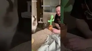 Funniest Cat 😻 funny cats fighting 🥰 # Episode 7474