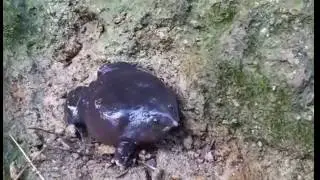 Vocal Behavior of the Elusive Purple Frog of India Nasikabatrachus sahyadrensis a Fossorial