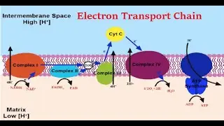 ETC: Electron Carriers in Electron Transport Chain
