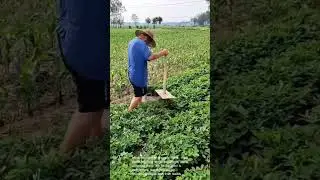 Ingenious Peanut Harvesting: Homemade Tools in Action