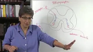 17.5 Withdrawal and Primitive Reflexes