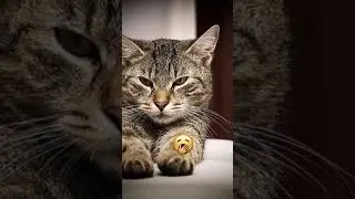 KUNG FU CAT #cat #kungfucat #kungfu