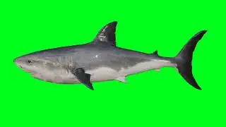 shark swimming | green screen