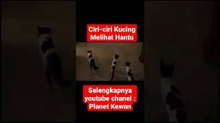 Ciri-ciri kucing melihat Hantu #kucing #catlover #anabul #hantu