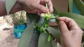 Vanilla bibalko maikai taria / Pollination Vanilla