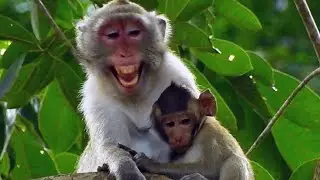 mom Jane was terrified  and take Jody fast to escape when monkey Blacki came in