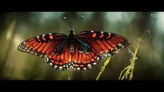 Nature - AI generated video