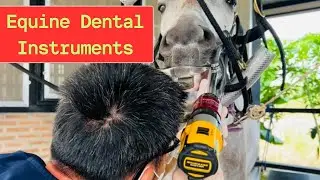 Equine Dental Instruments &ndash; Key Features and Benefits