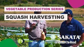 #35 Squash: Harvesting