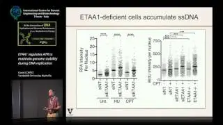 D. Cortez - ETAA1 regulates ATR to maintain genome stability during DNA replication