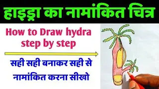हाइड्रा का नामांकित चित्र हिंदी में | hydra ka chitra | hydra drawing step by step | hydra diagram