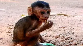 So Thin-Skinny Baby Monkey, Mia So Little Baby, Maria Feeding Her Everyday Why Become Thin!