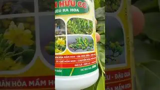 Si&ecirc;u ra nụ
